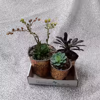 گلدانهای کاکتوس انرژی مثبت(پک سه تایی ارسال رایگان 24 ساعته)