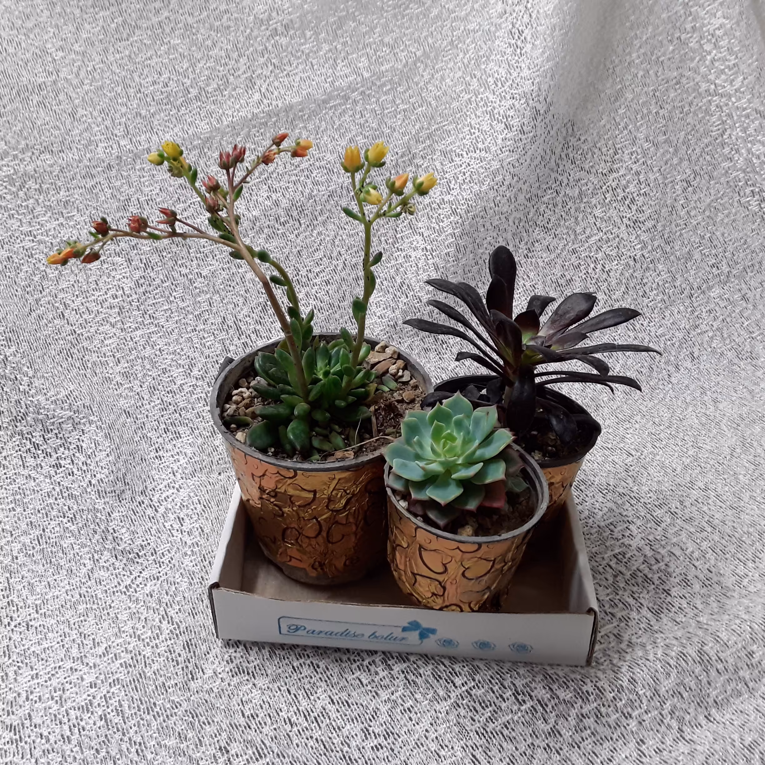 گلدانهای کاکتوس انرژی مثبت(پک سه تایی ارسال رایگان 24 ساعته)