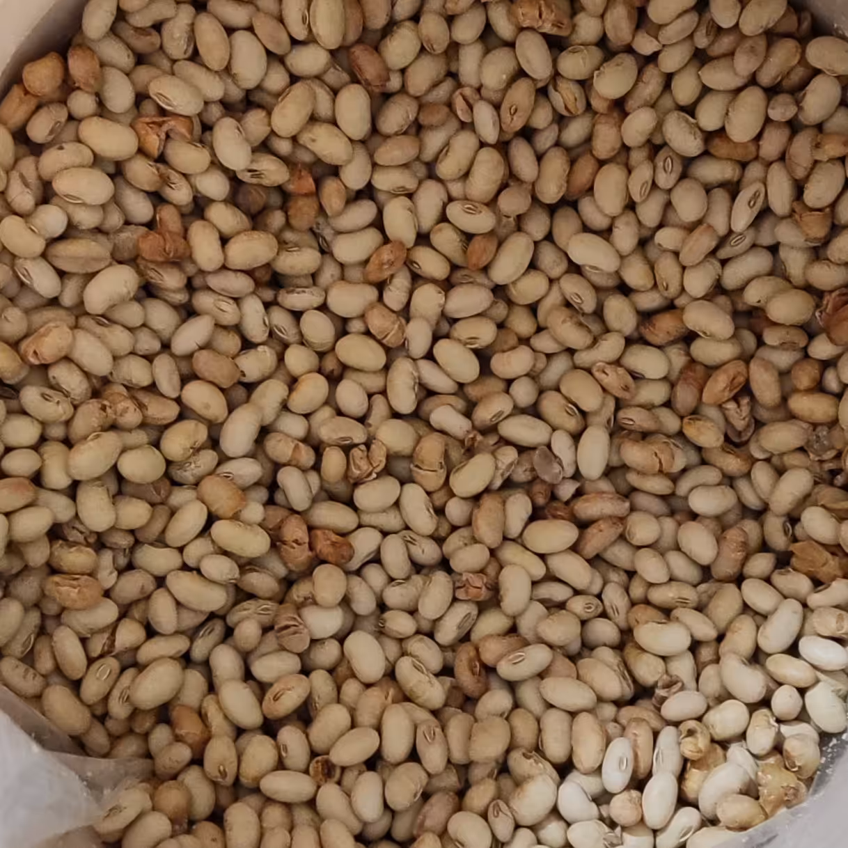 سویا اجیلی(نیم کیلو)