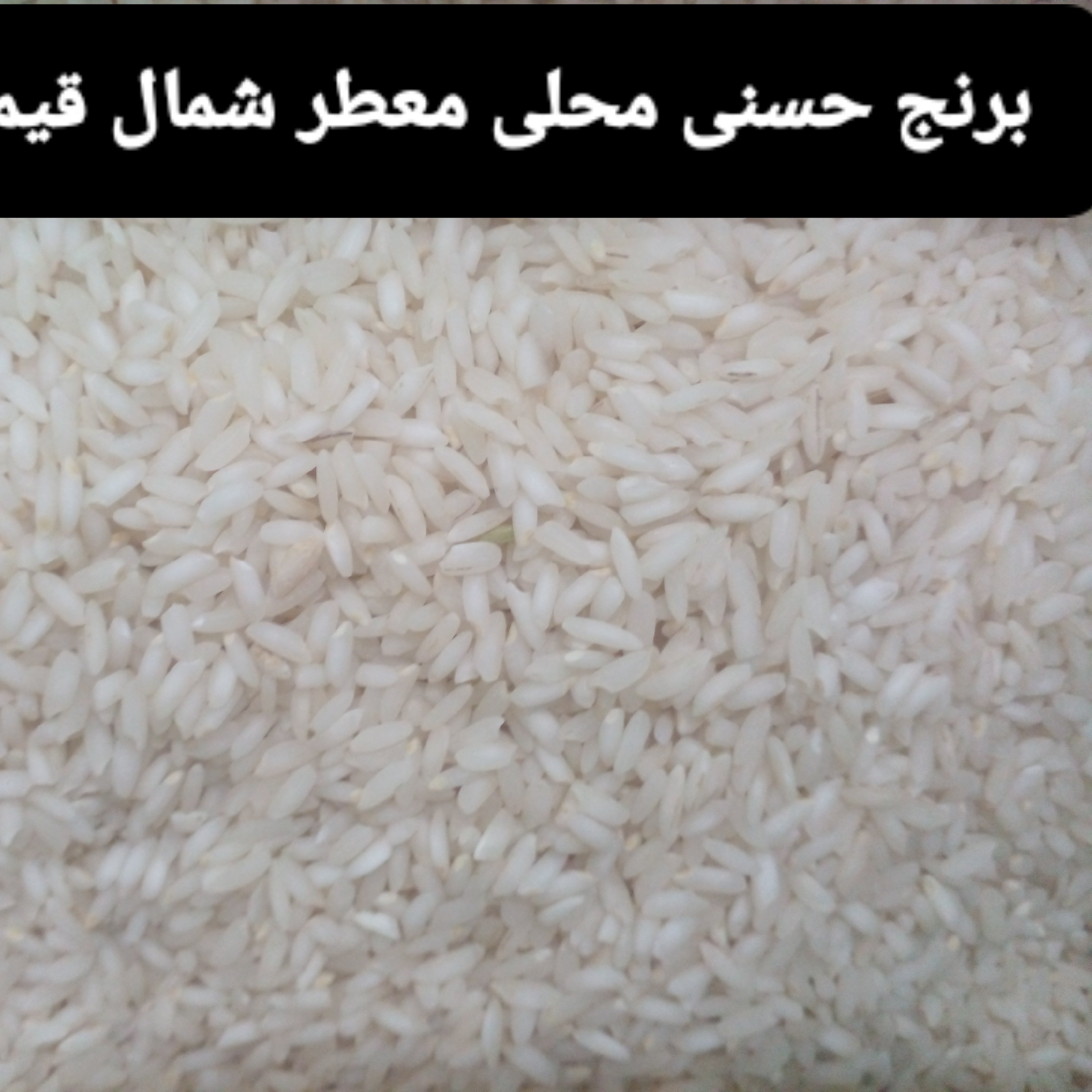 برنج محلی حسنی معطر گیلان آستانه خوشپخت و قیمت متوسط