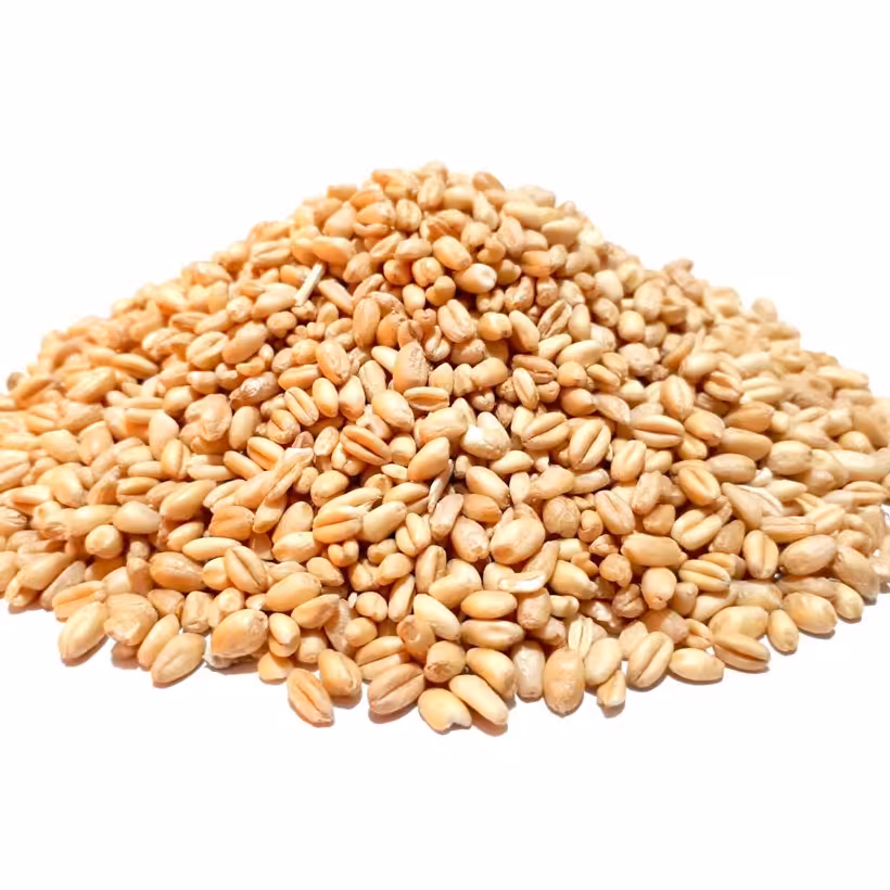  گندم حلیمی ممتاز 900گرمی