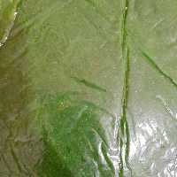 لواشک کیوی (800گرمی)