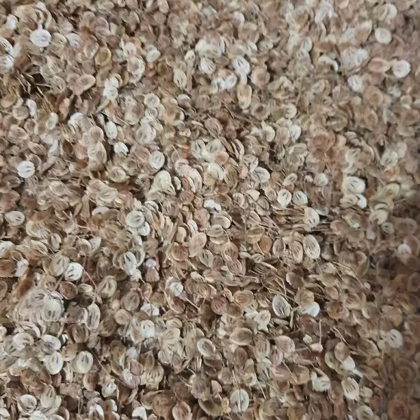 گلپر کوهی (150گرمی)