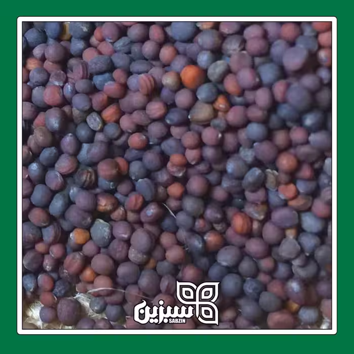 تخم شلغم (بذر شلغم) سبزین