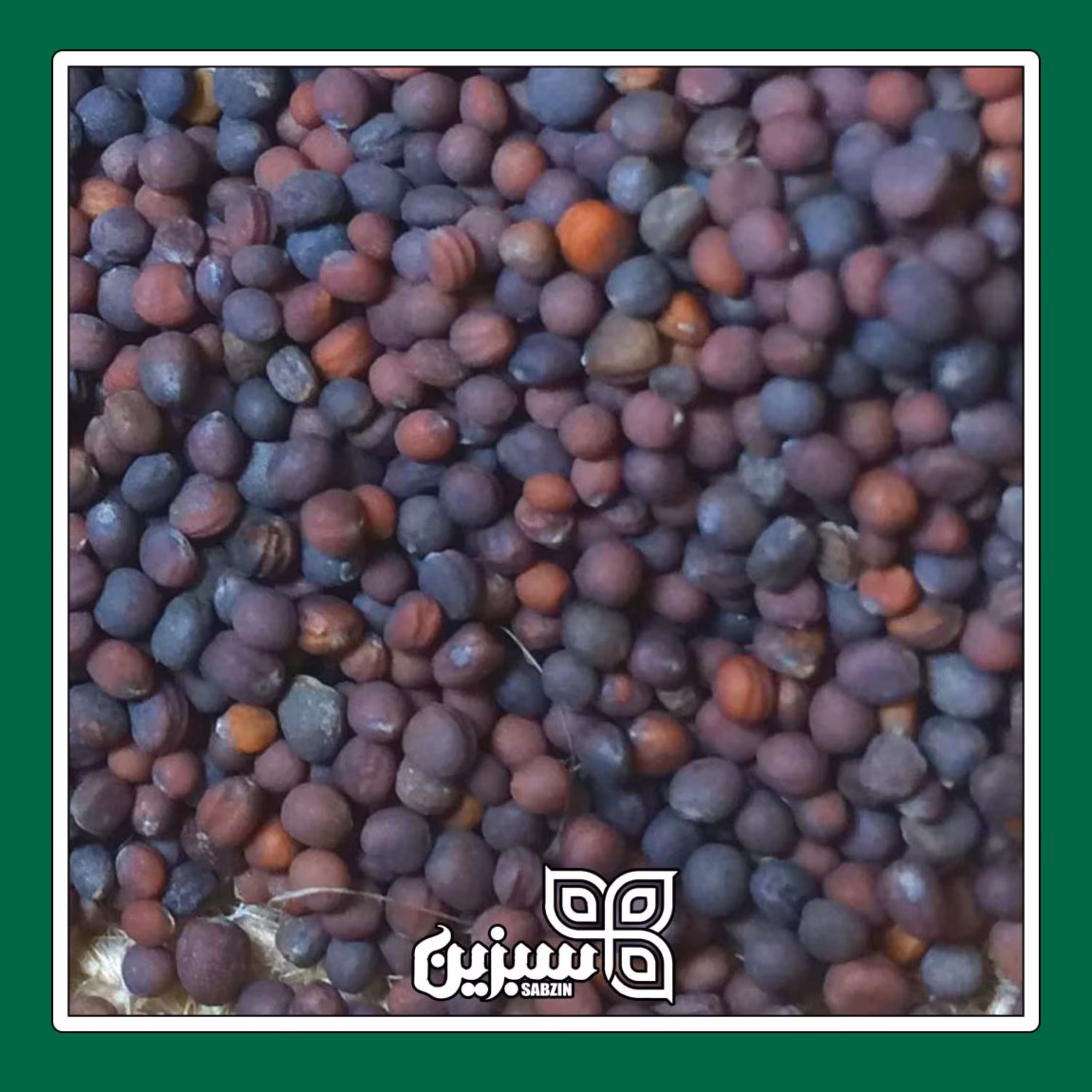 تخم شلغم (بذر شلغم) سبزین