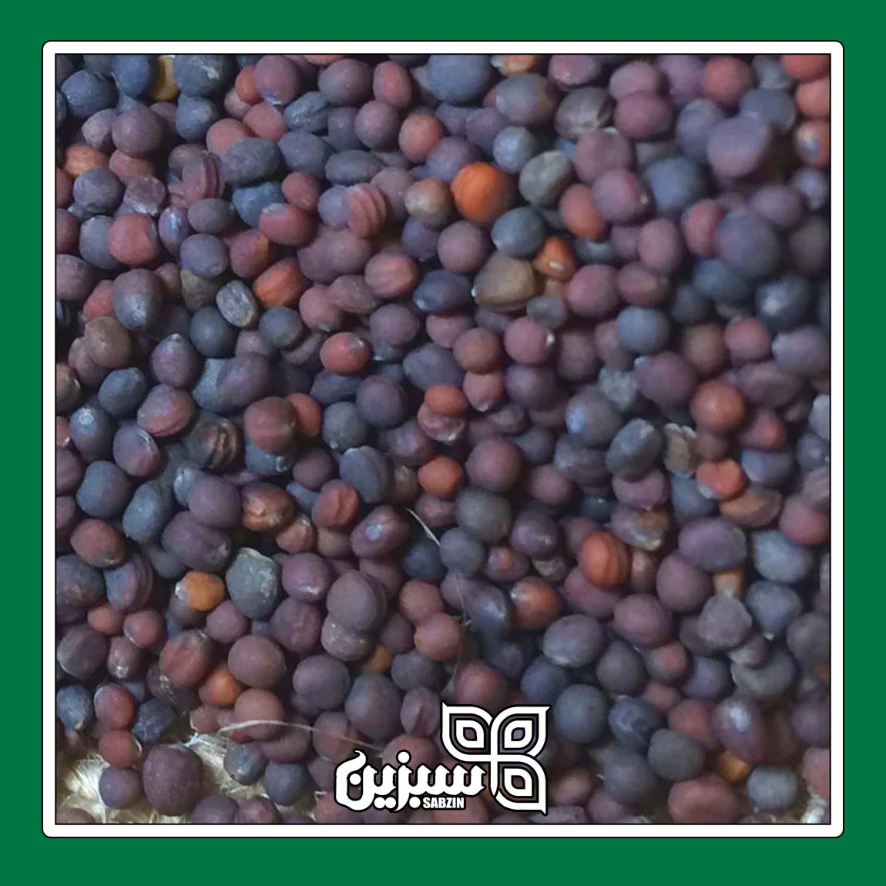 تخم شلغم (بذر شلغم) سبزین