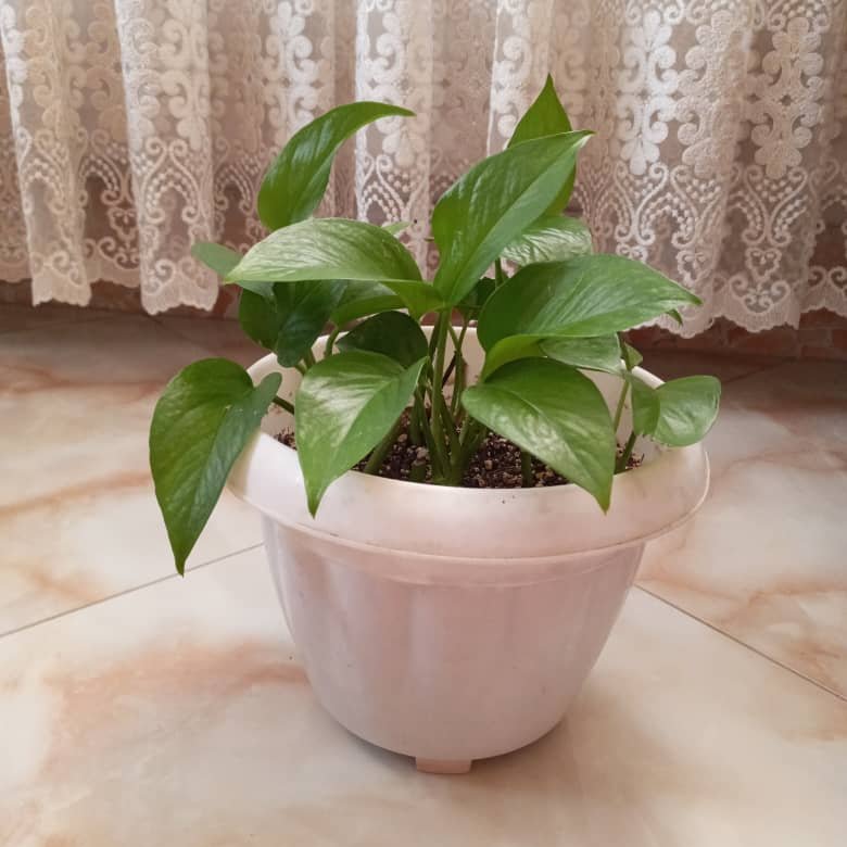  پتوس سبز