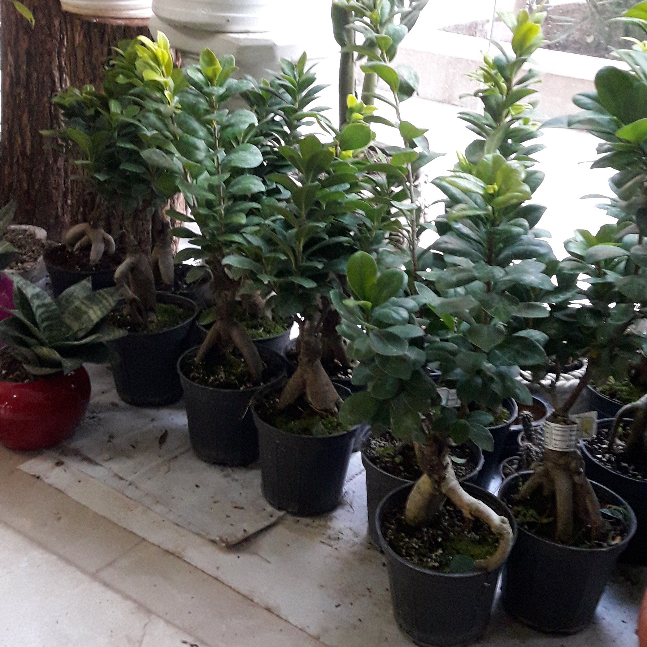 بنسای جنسینگ