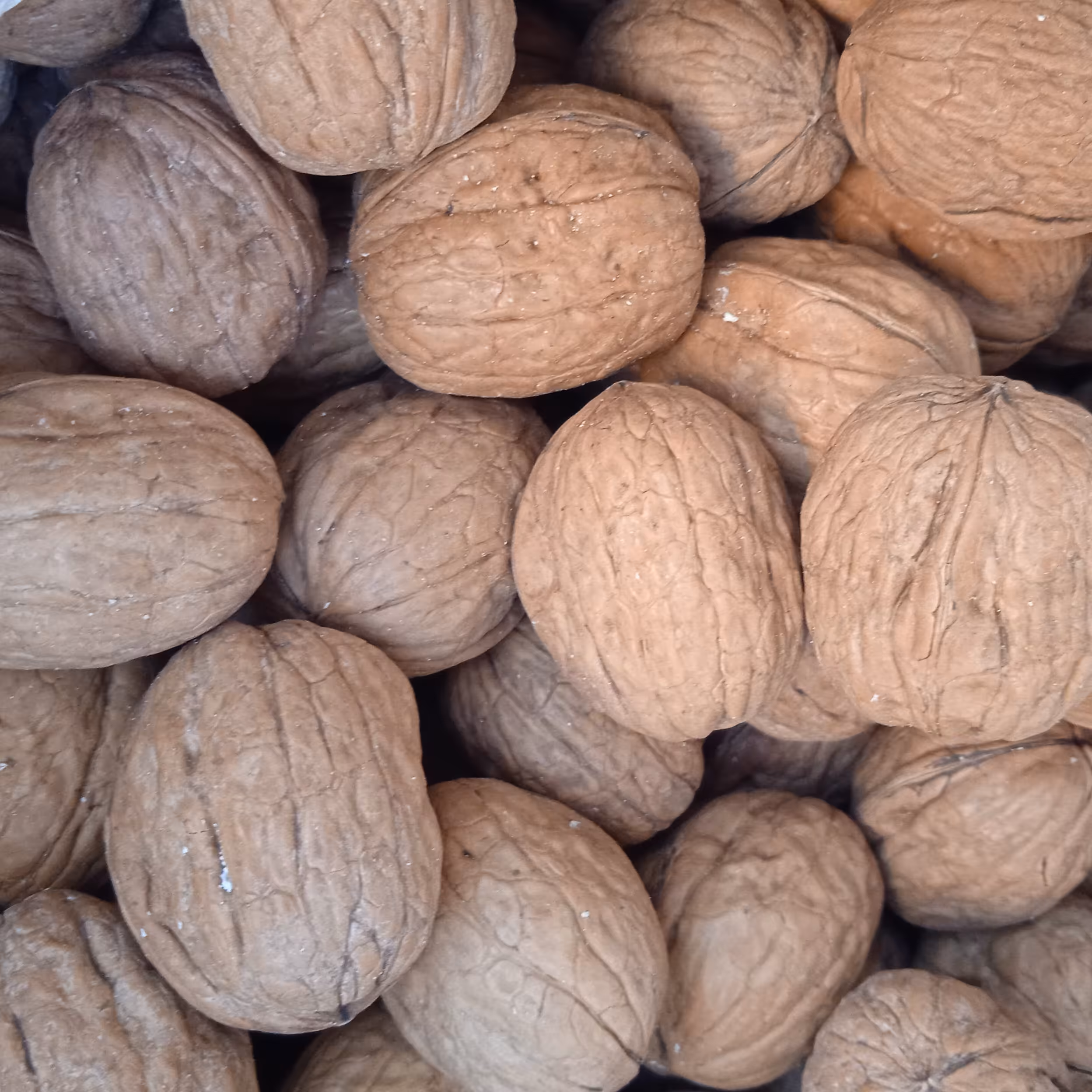 گردو پوست کاغذی 