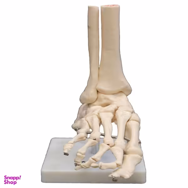 بازی آموزشی طرح آناتومی اسکلت پا کد 118