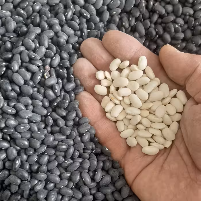 لوبیا سیاه ارسال رایگان  وزن 10کیلو گرم دستچین خمین بدون شکستگی