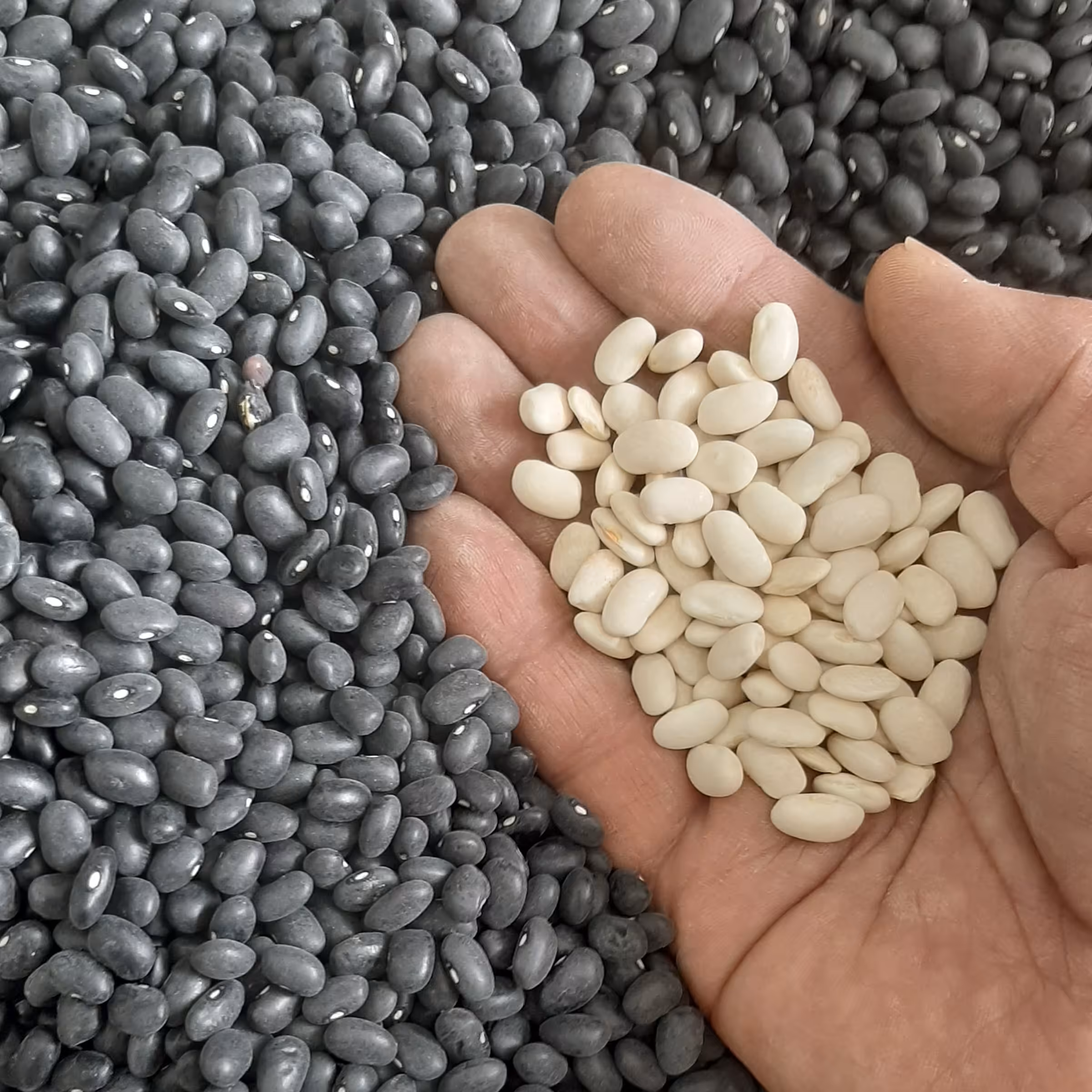 لوبیا سیاه ارسال رایگان  وزن 10کیلو گرم دستچین خمین بدون شکستگی