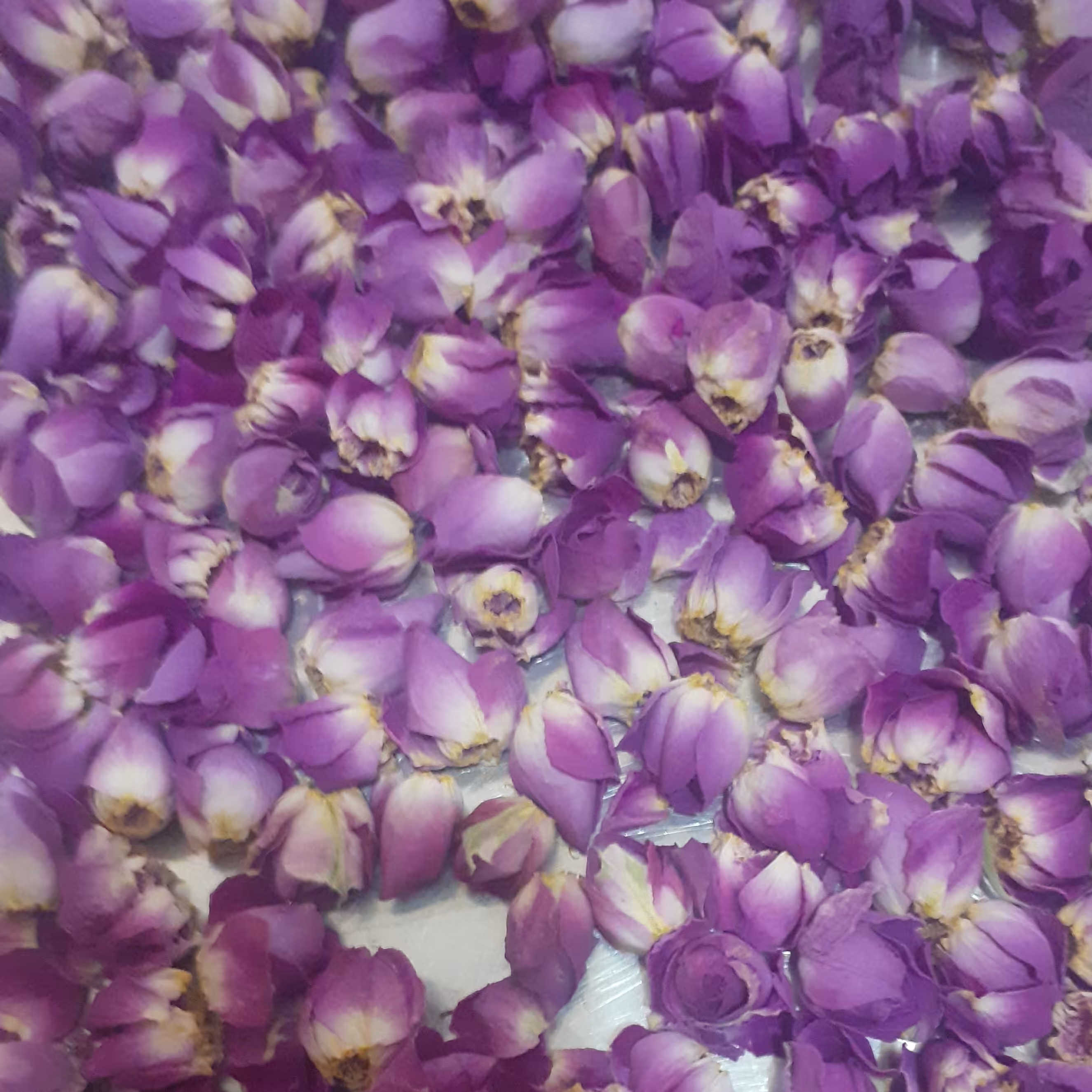 غنچه گل محمدی خشک