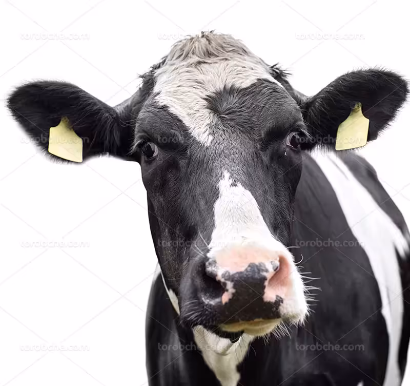 عکس با کیفیت گاو | گرافیک با طعم تربچه