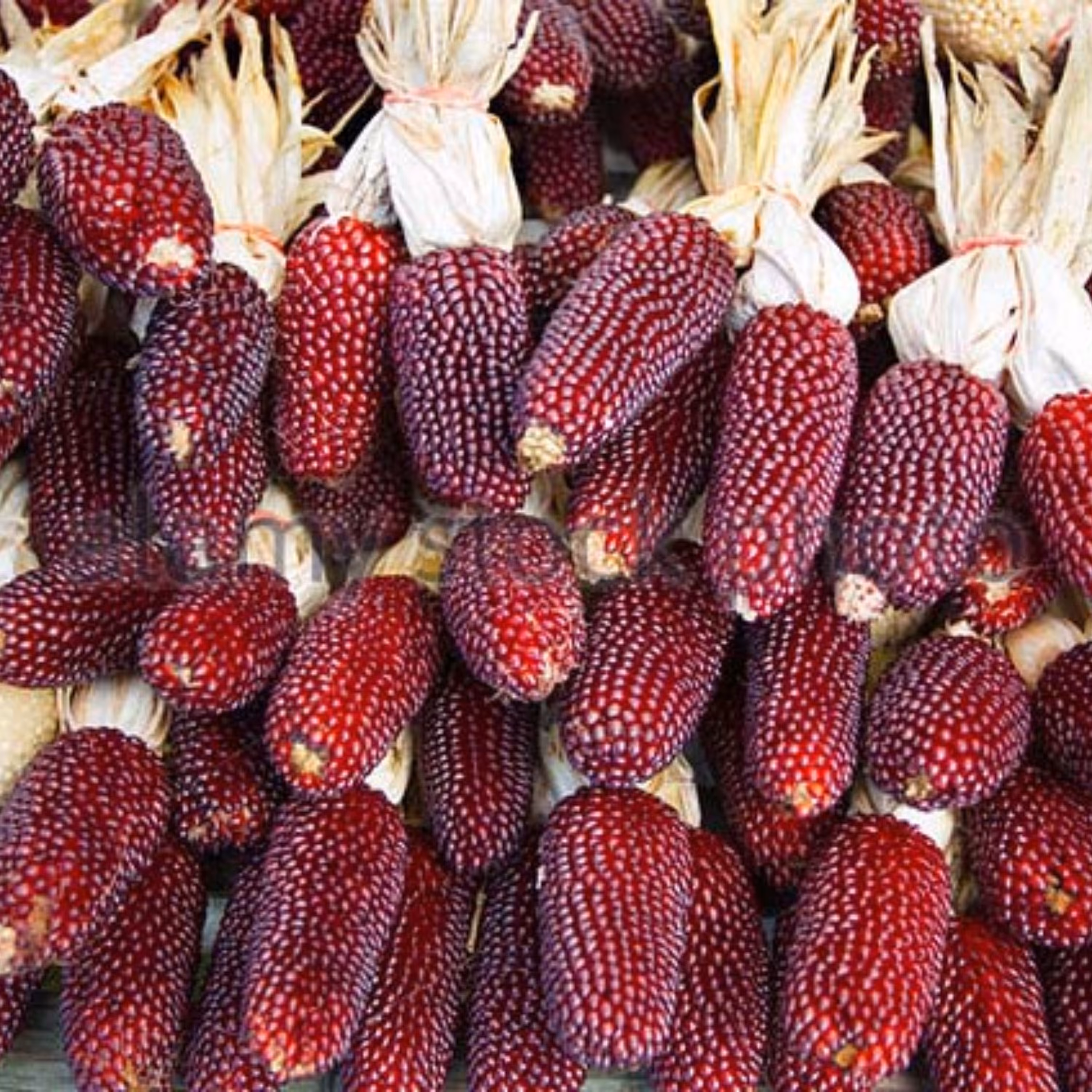 بذر ذرت توت فرنگی 10عددی