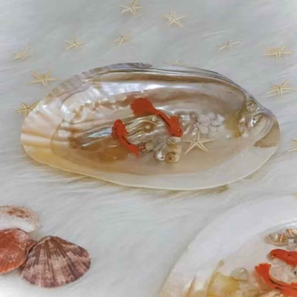 ماهی رزینی صدفی