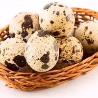 تخم بلدرچین  240تایی