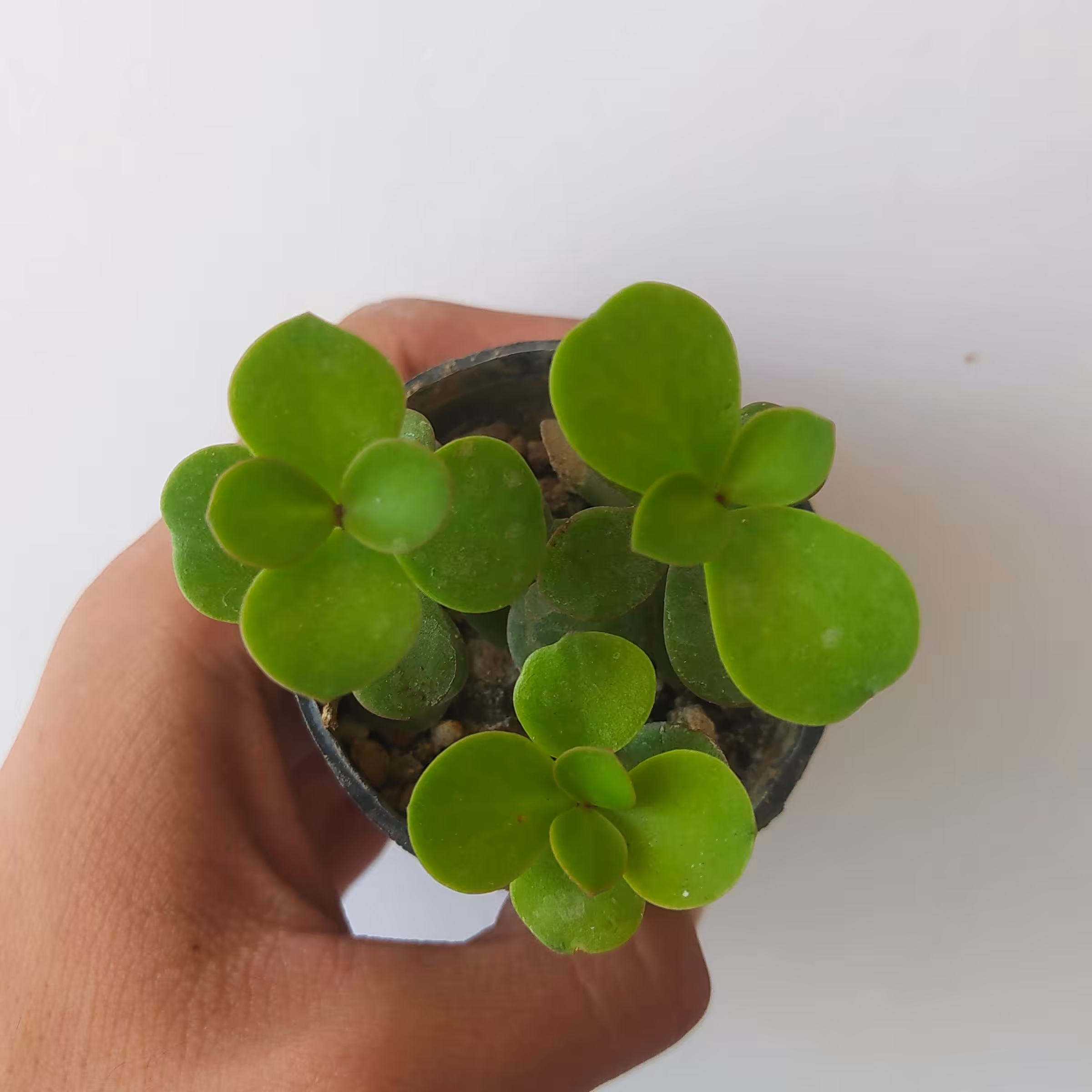 کراسولا خرفه ای سبز سایز گلدان 6