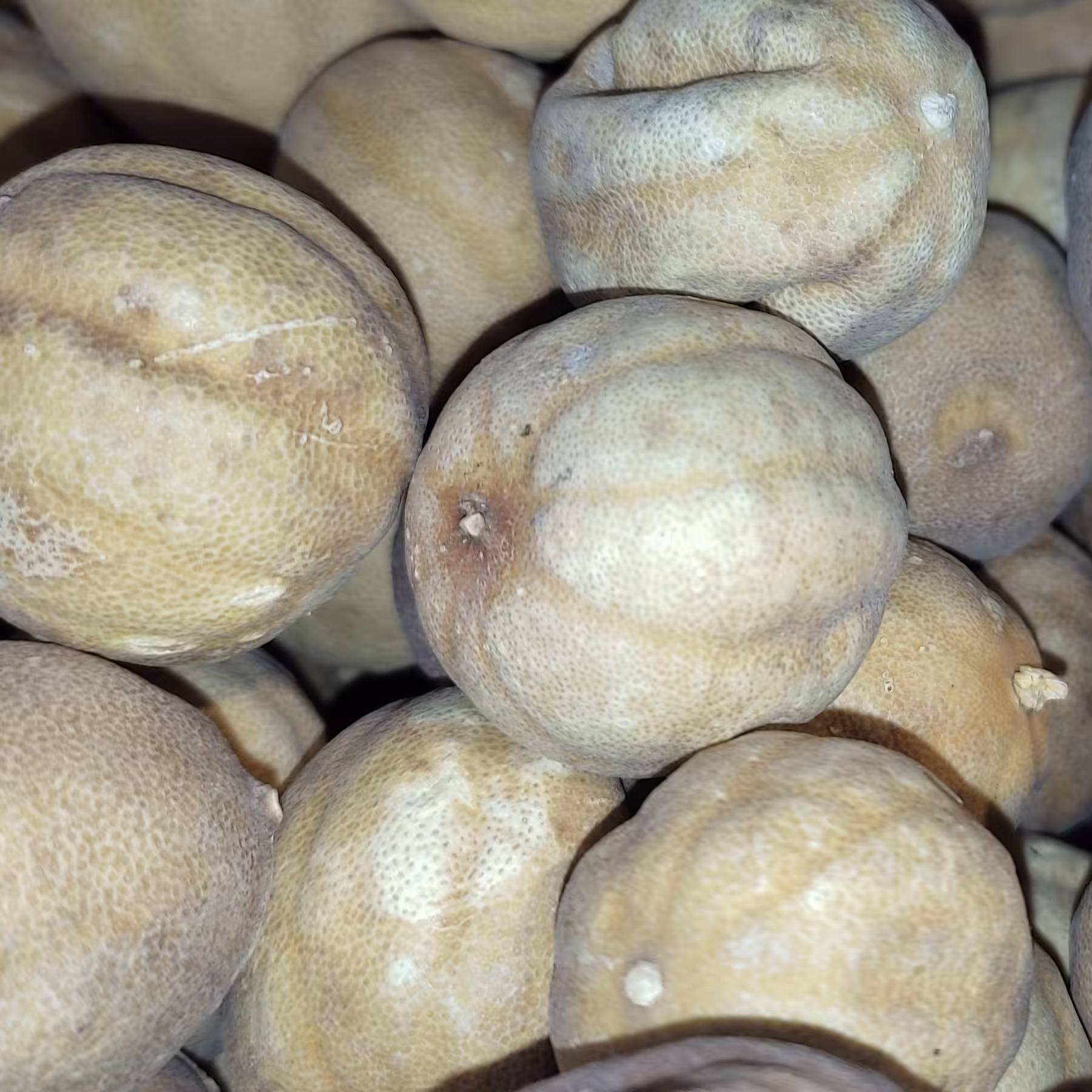 لیمو عمانی تازه ایرانی مناسب غذاهای ایرانی مثل قرمه سبزی بهترین چاشنی غذاها تازه بار امساله