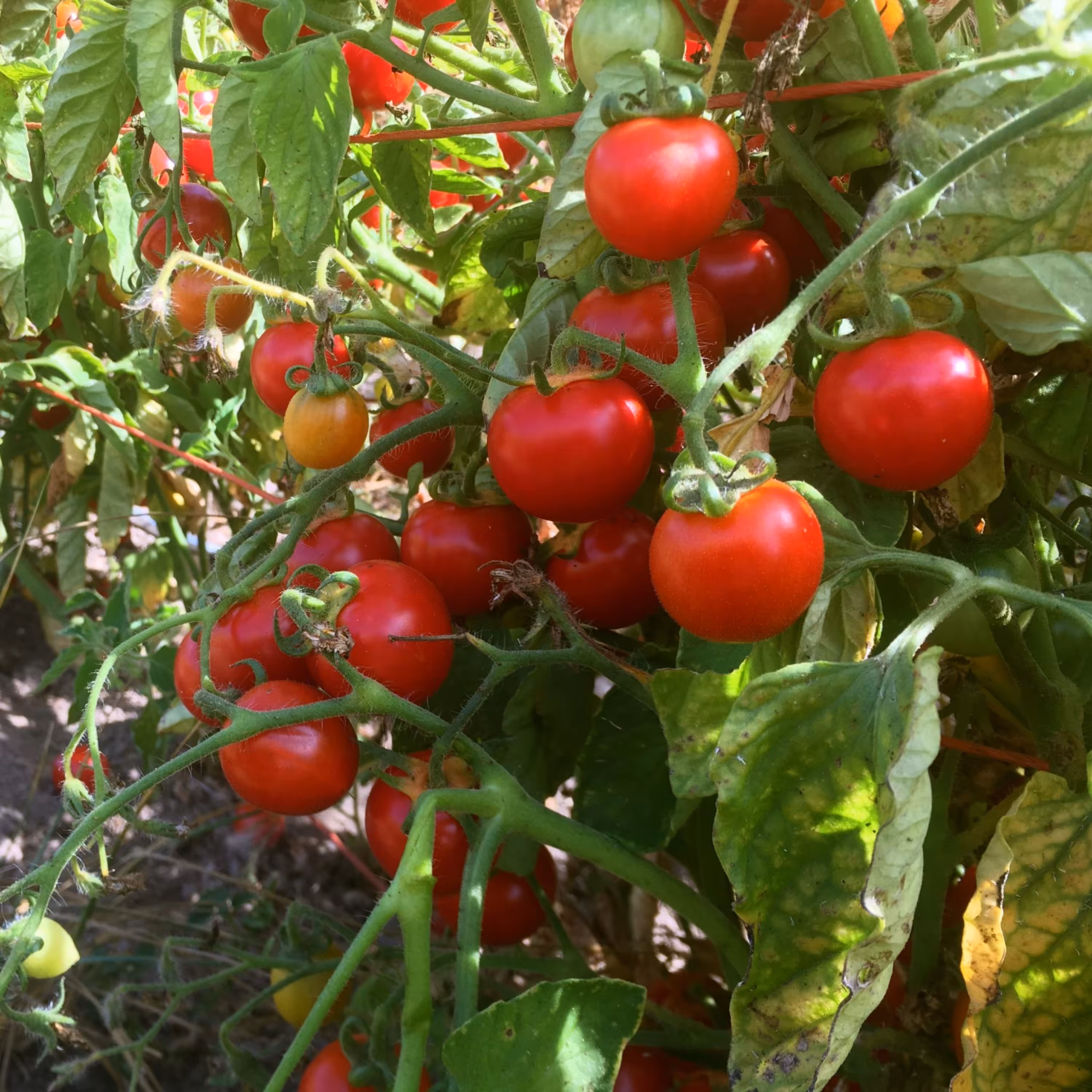 بذر گوجه گیلاسی واشنگتن 10عددی