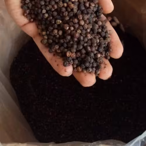 دون فلفل سیاه توبک درجه یک در تهران 