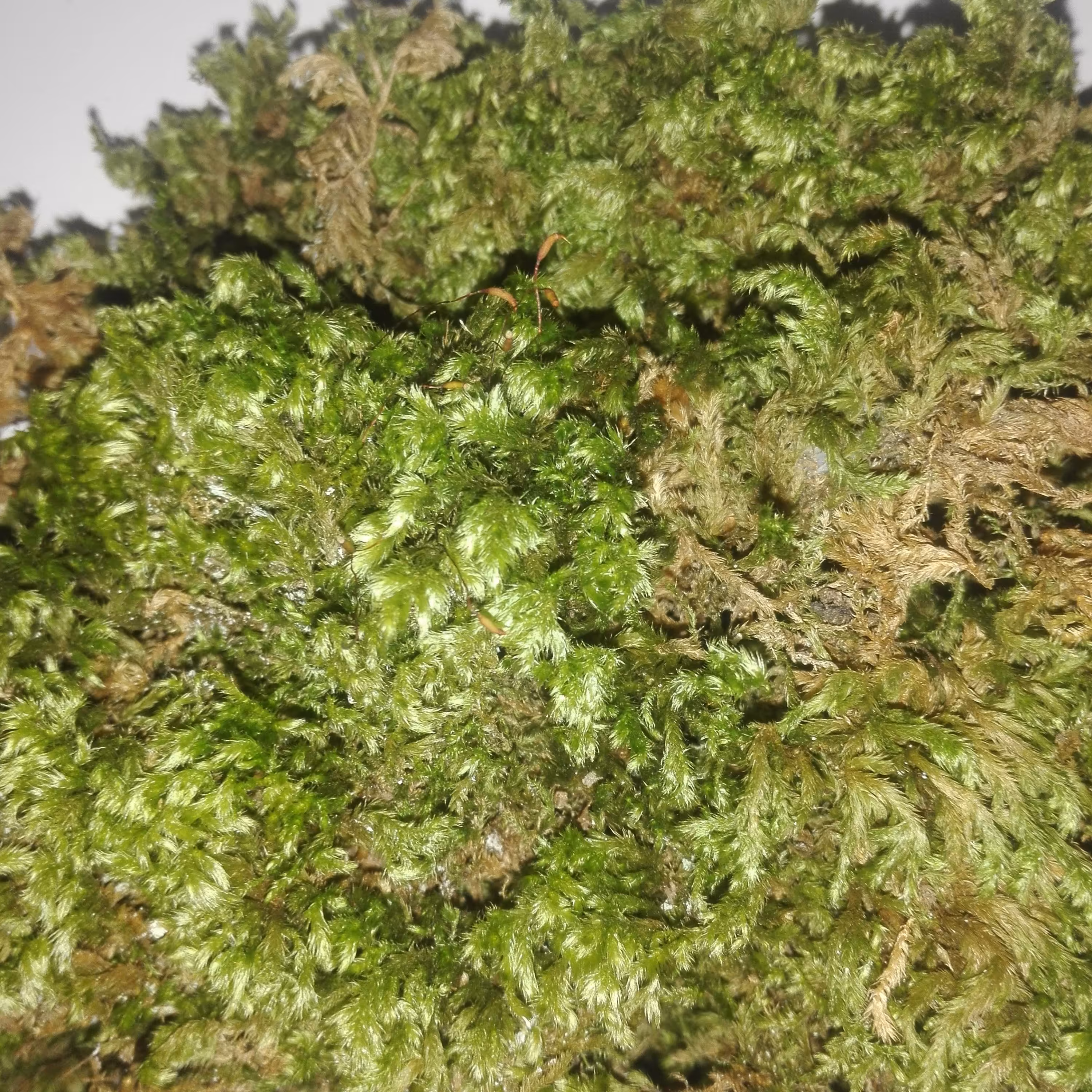 خزه جنگلی شمال 100 گرمی 