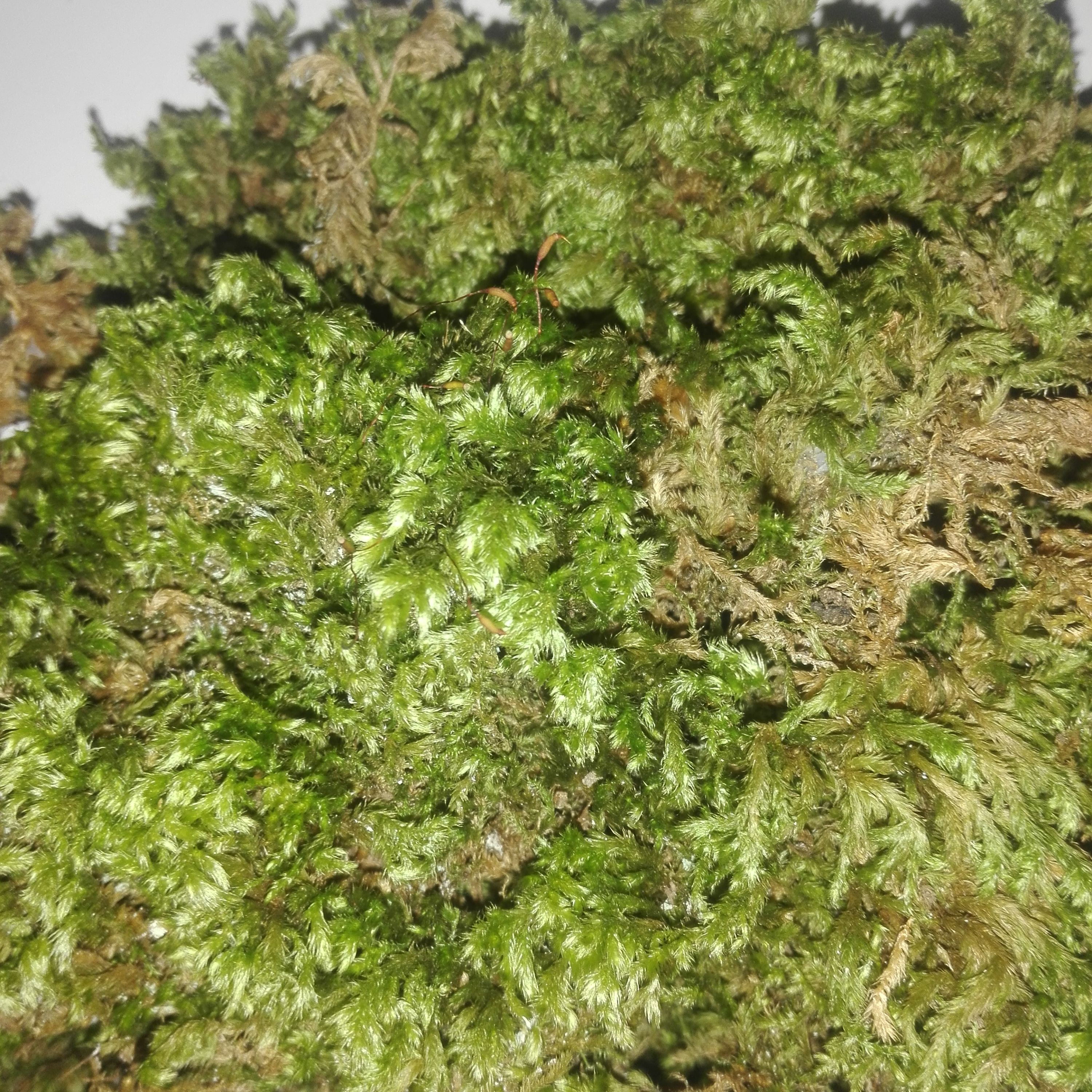 خزه جنگلی شمال 100 گرمی