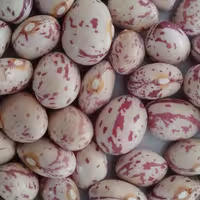 لوبیا چیتی خمین دستچین شده، بسیار تمیز ، خوش پخت