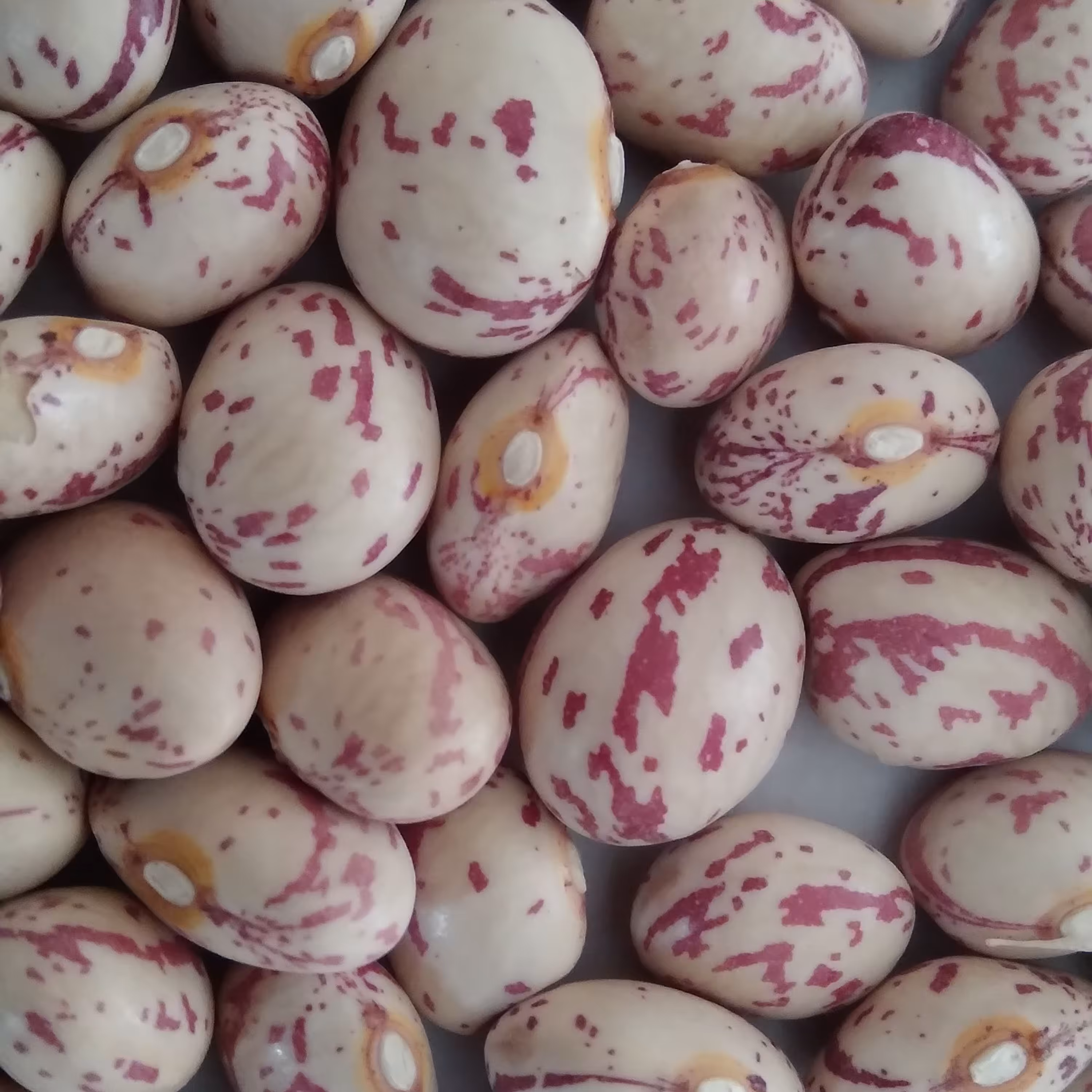 لوبیا چیتی خمین دستچین شده، بسیار تمیز ، خوش پخت