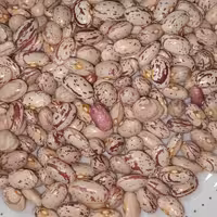 لوبیا چیتی محلی اعلا دستچین پنج کیلویی محصول امسال 1401 فوقالعاده خوشپخت 