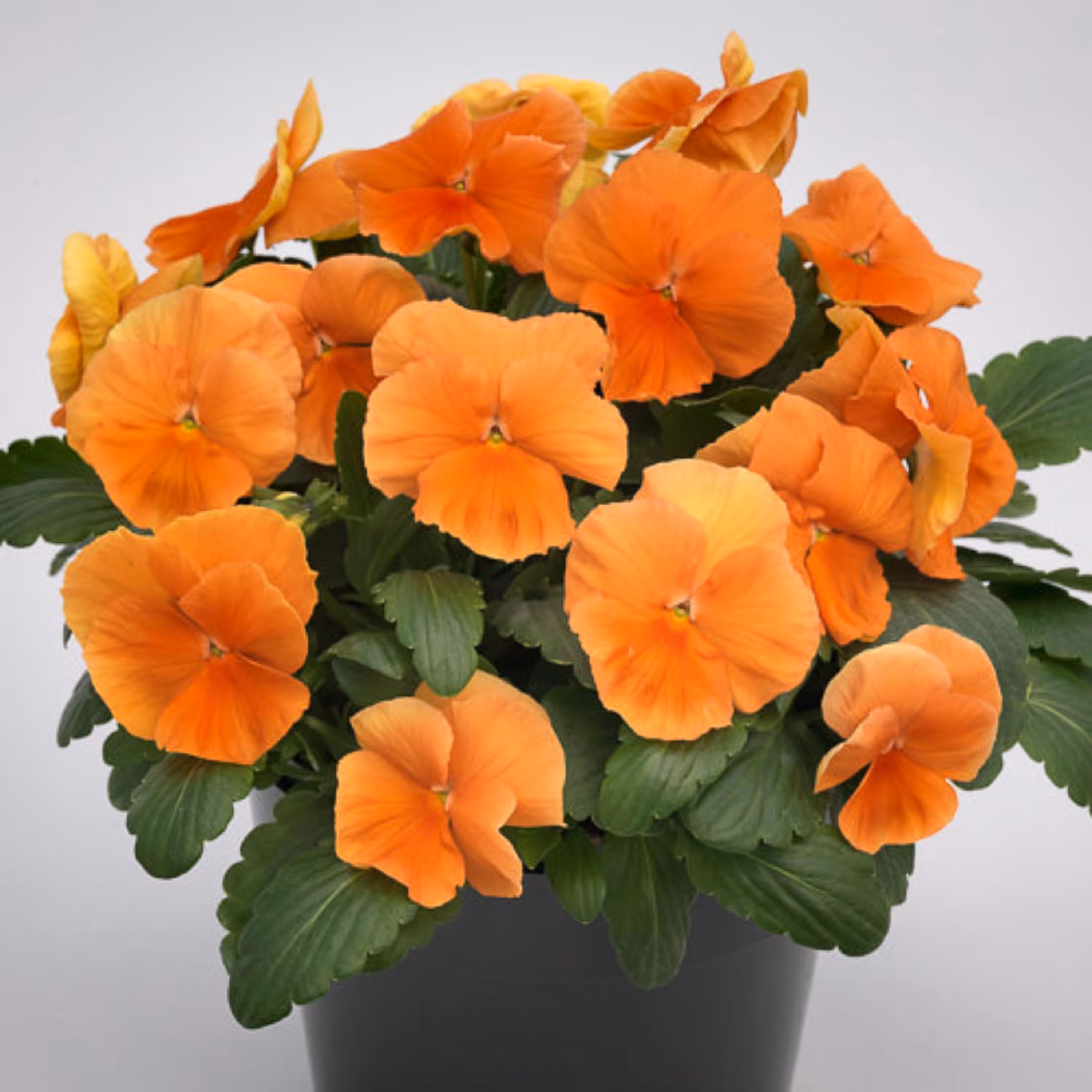 بذر گل بنفشه خوراکی تزئینی نارنجی بسته 300 عددی