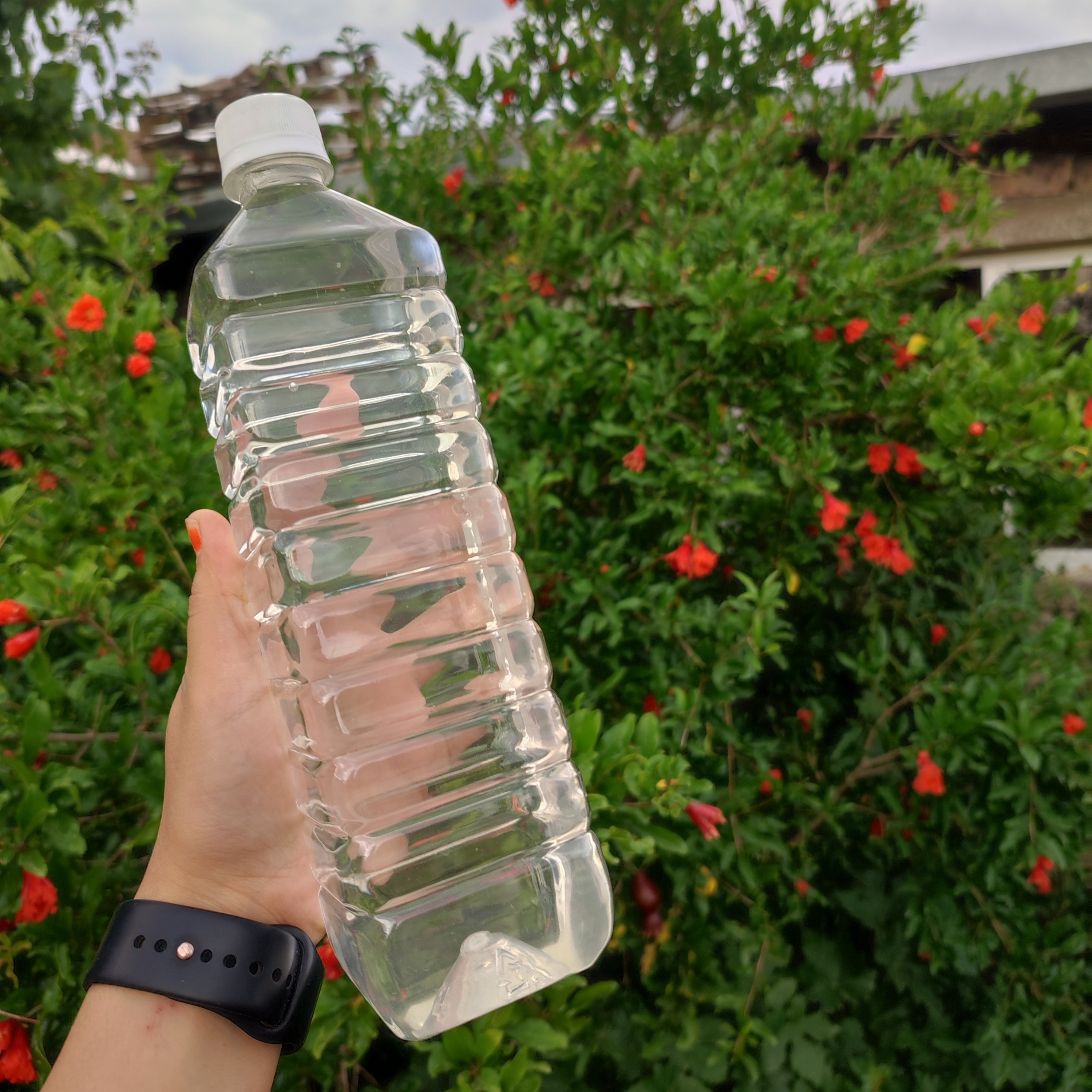 عرق برگ گردو