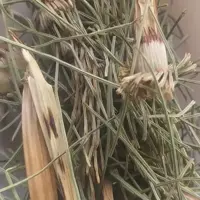 گیاه دم اسبی درجه یک اعلاء 360 گرم 5 ستاره صدرا