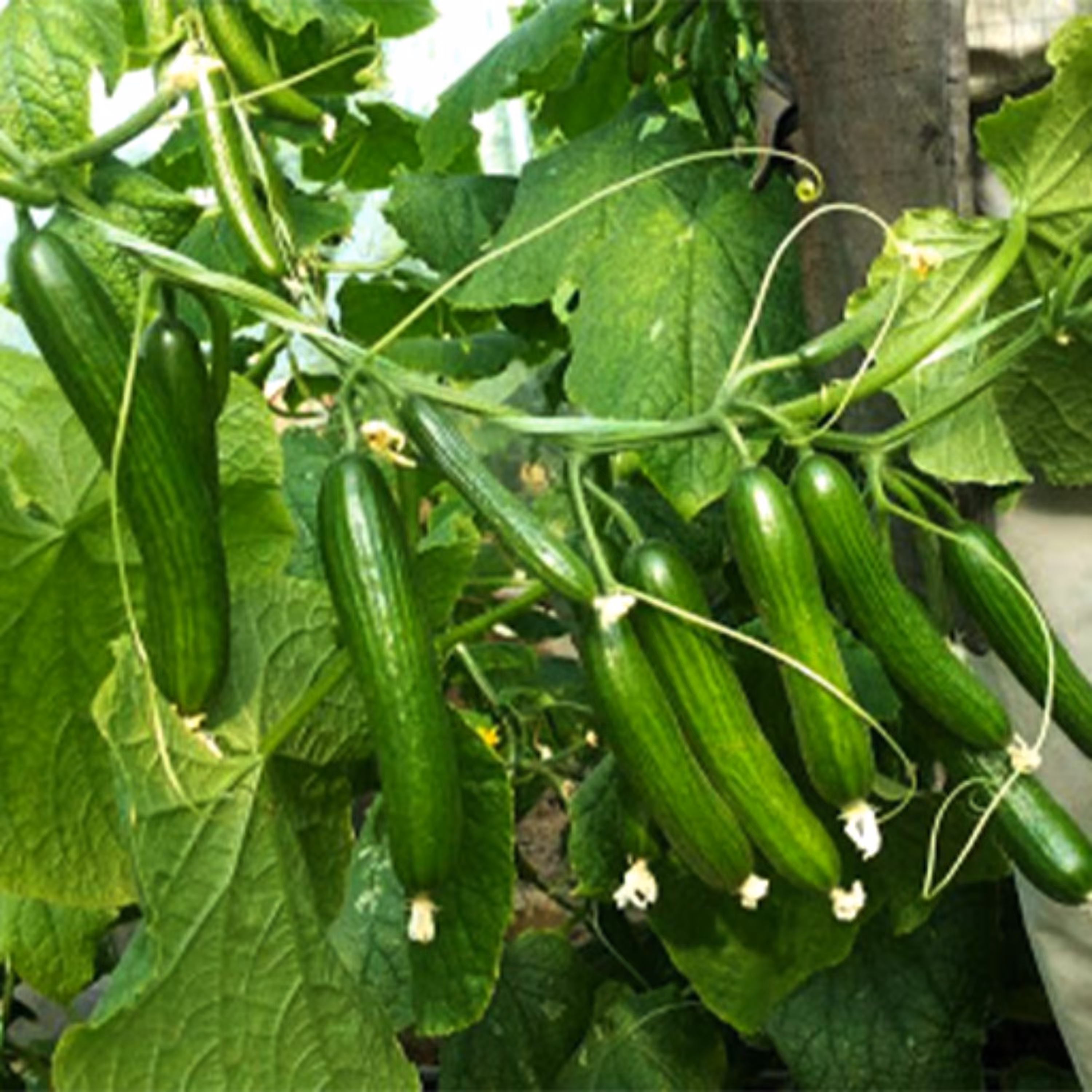 بذر خیار سوپر 2گرمی