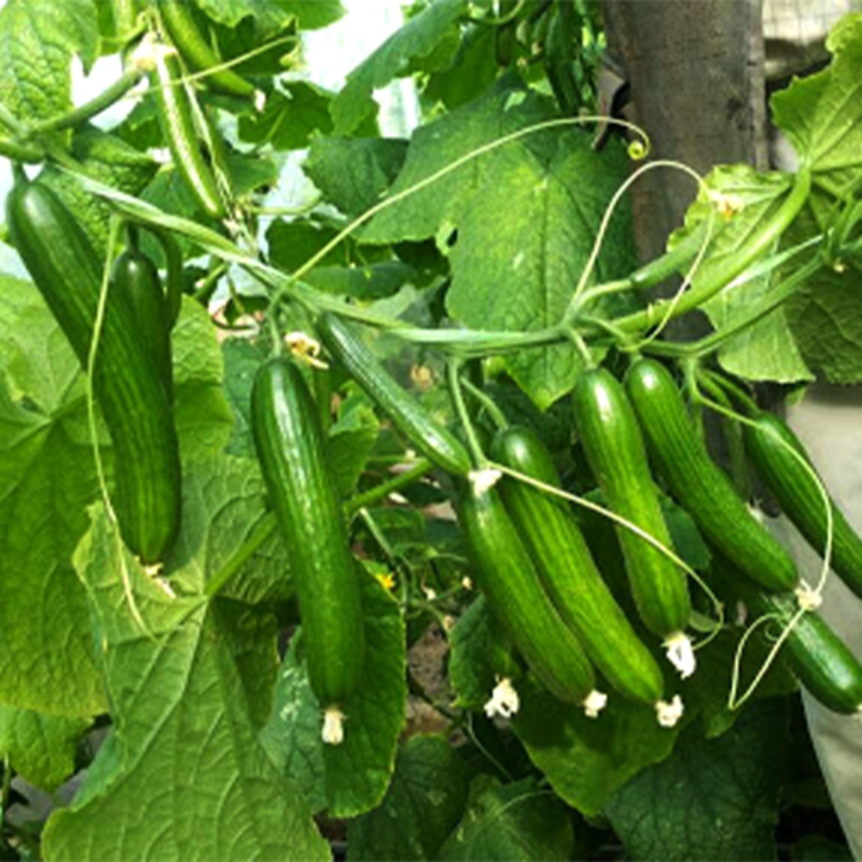 بذر خیار سوپر 2گرمی