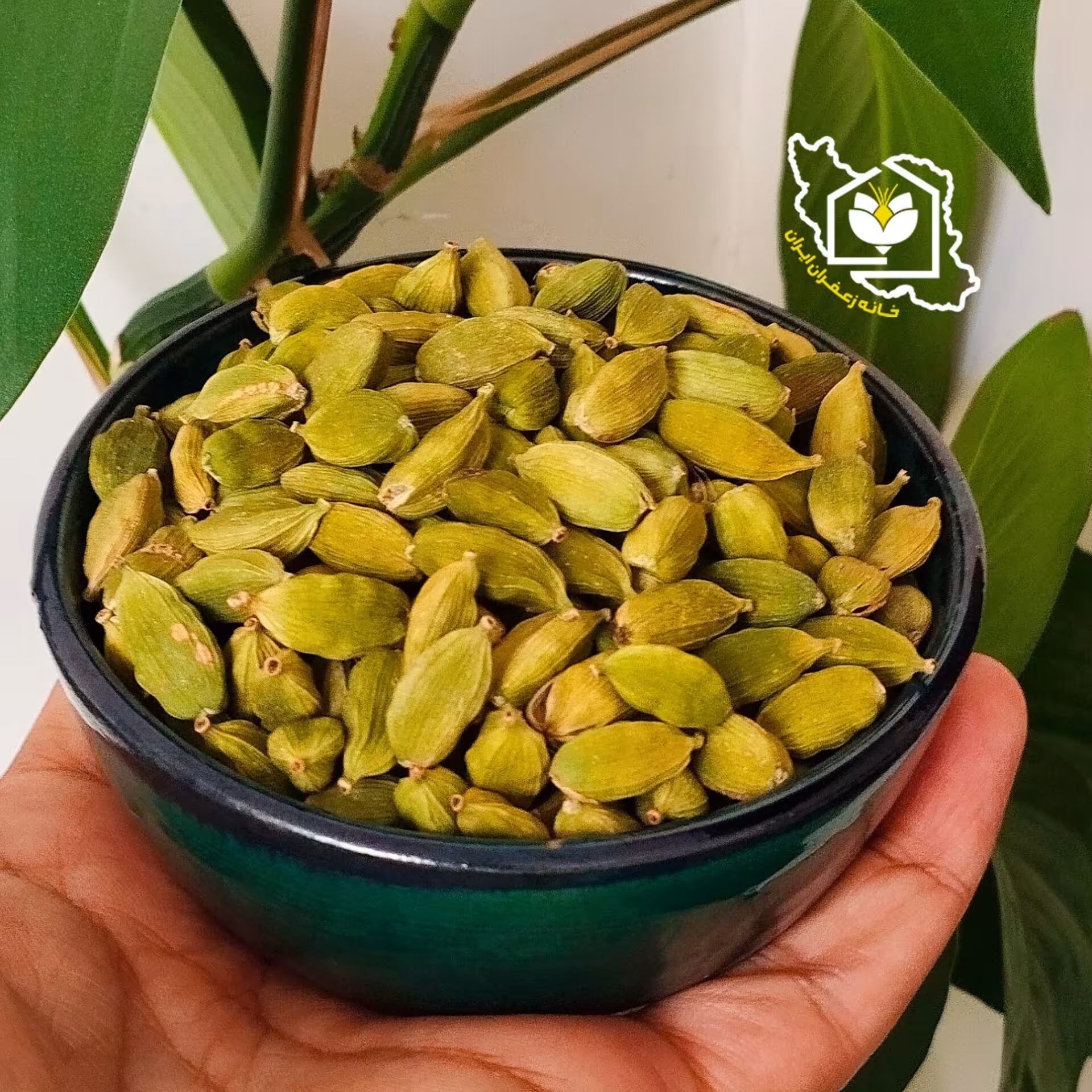 هل سبز ممتاز هندوستان(5 گرمی) تازه و معطر