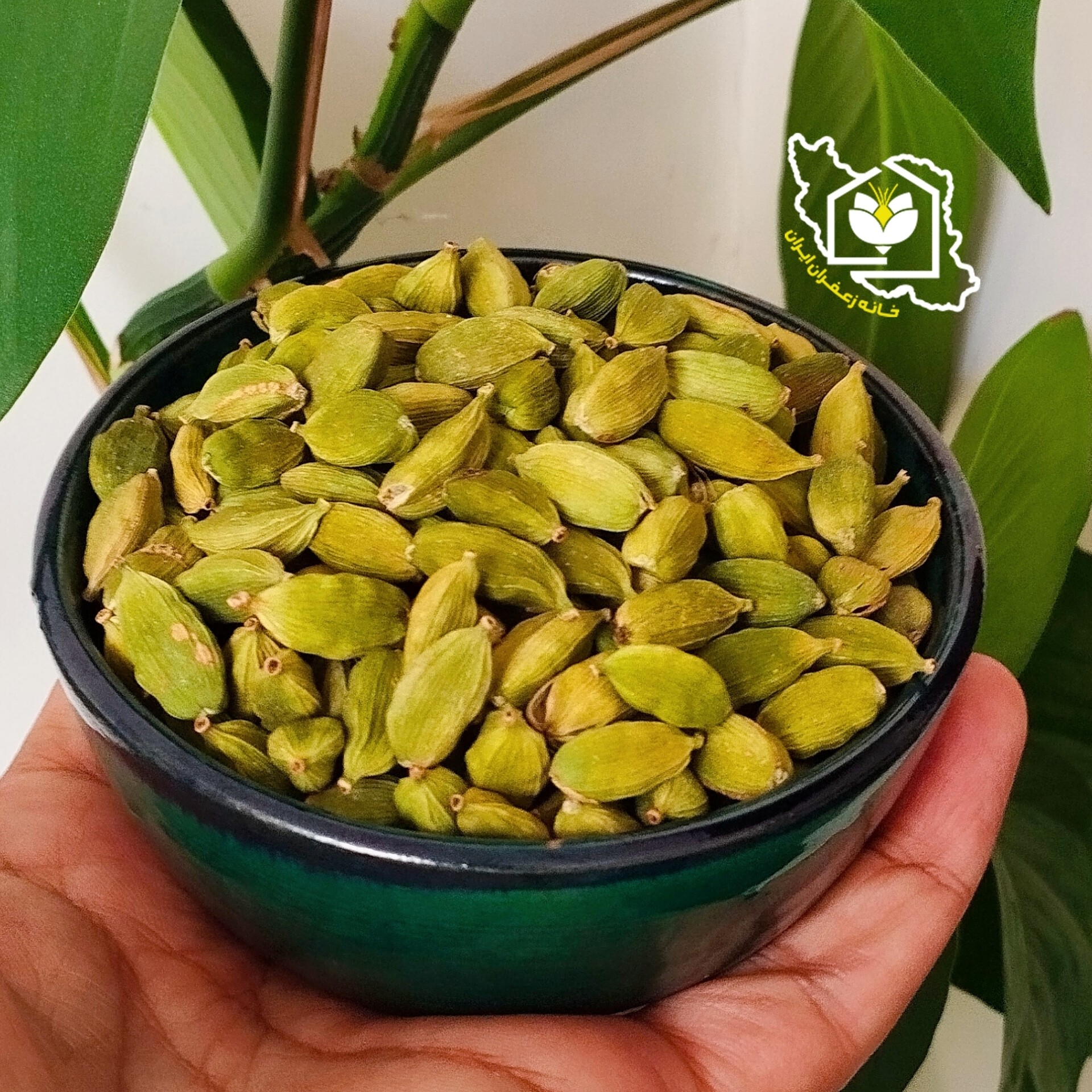 هل سبز ممتاز هندوستان(5 گرمی) تازه و معطر