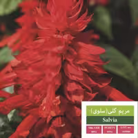 بذر گل سلوی بذر طلایی رویان