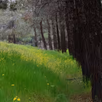 بخور گل سرخ