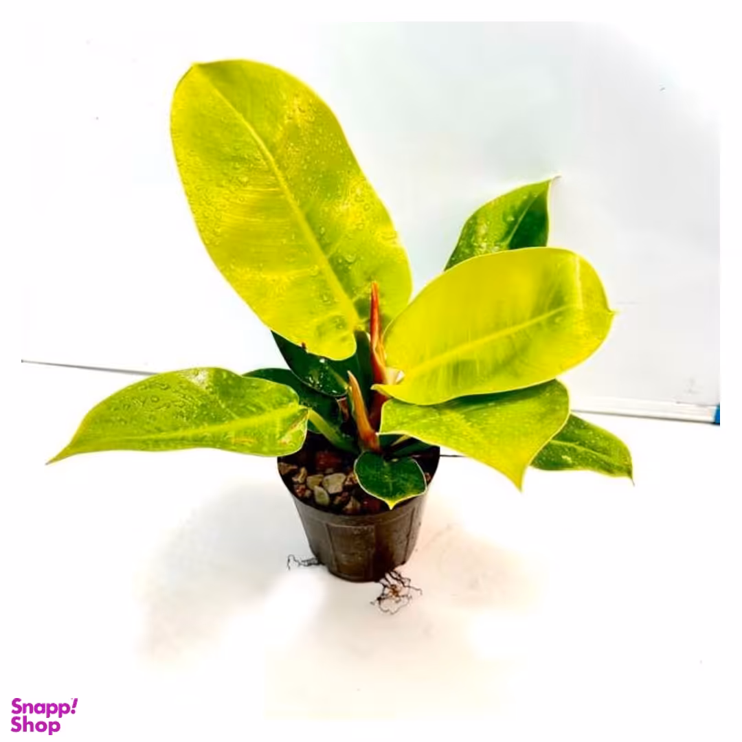 گیاه طبیعی فیلودندرون نئون ۲ به همراه گلدان