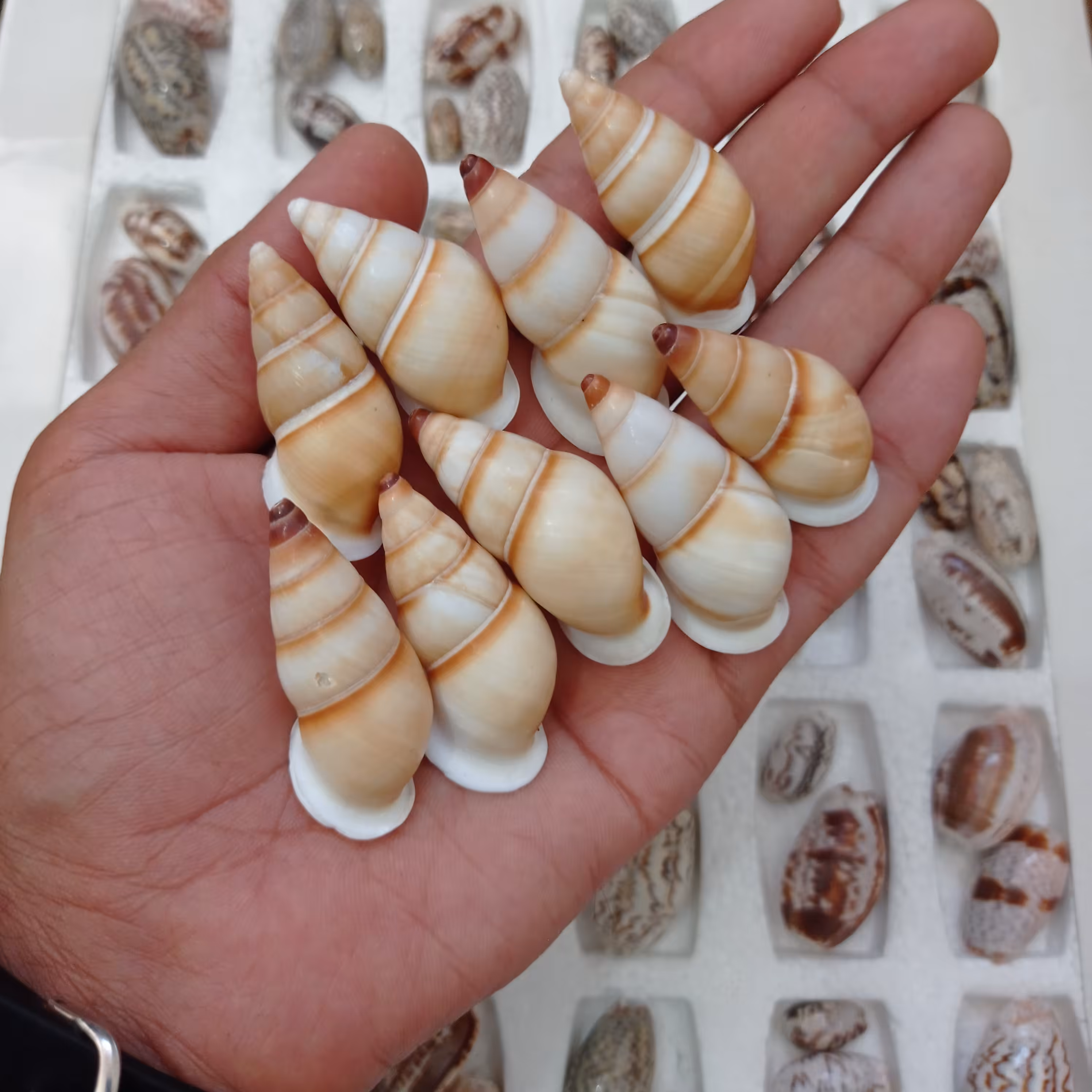 صدف حلزونی وارداتی رنگی و طرح دار (یک عددی)