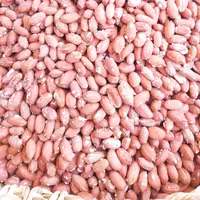 بادام زمینی درشت  آستانه (برشته روزانه  1402) 500گرمی