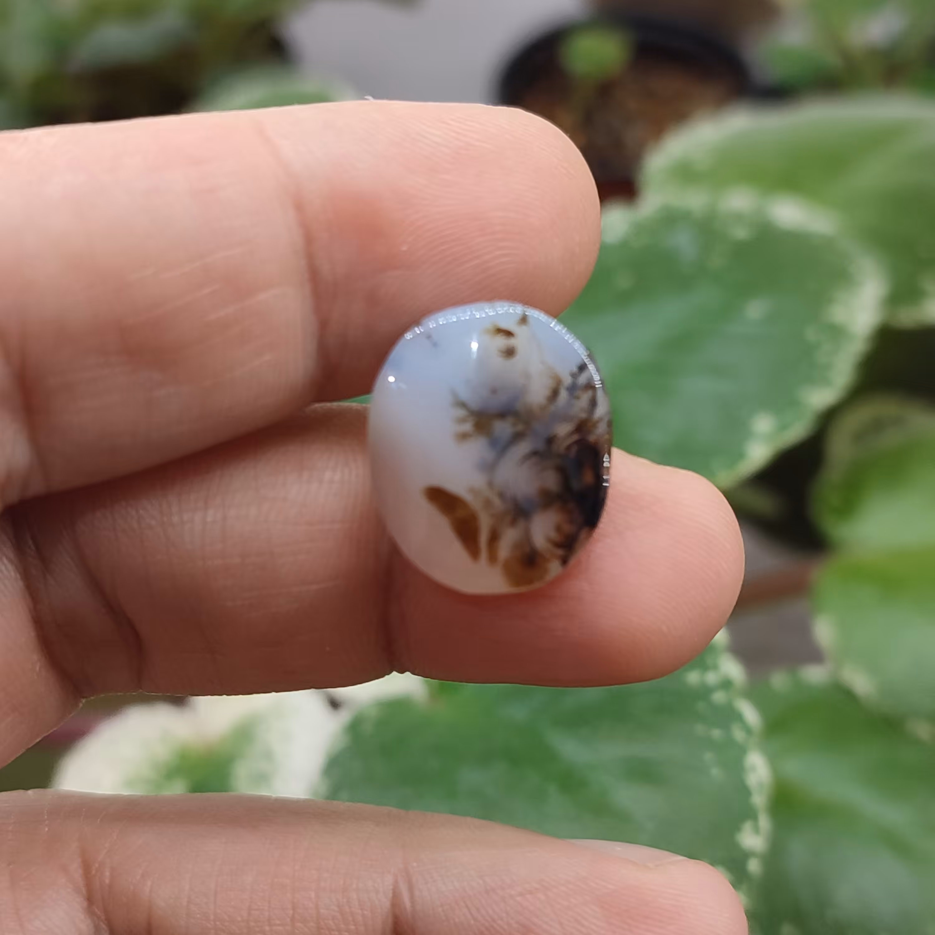  شجر قائن کد12