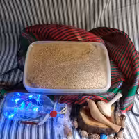 حلوا ارده 3شیره1000 گرمی