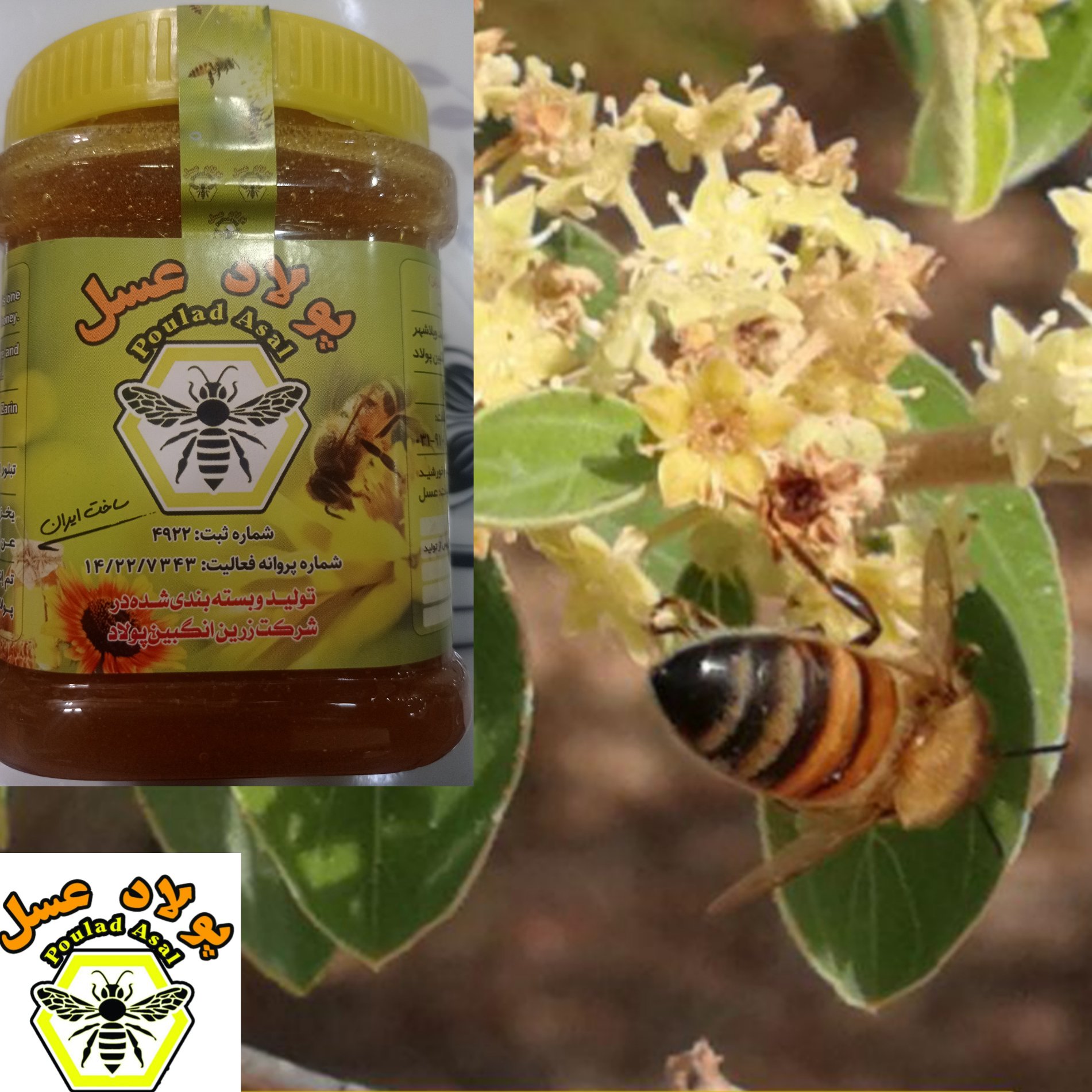 عسل کنار ممتاز .عطر وطعم بی نظیر وزن 1000 گرم.