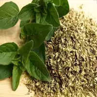 گیاه مرزنجوش 5ستاره فدک