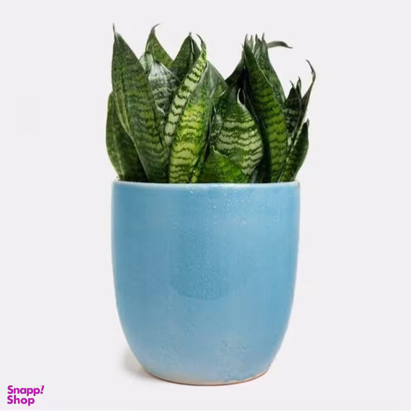 گلدان طبیعی سانسوریا سایز بزرگ