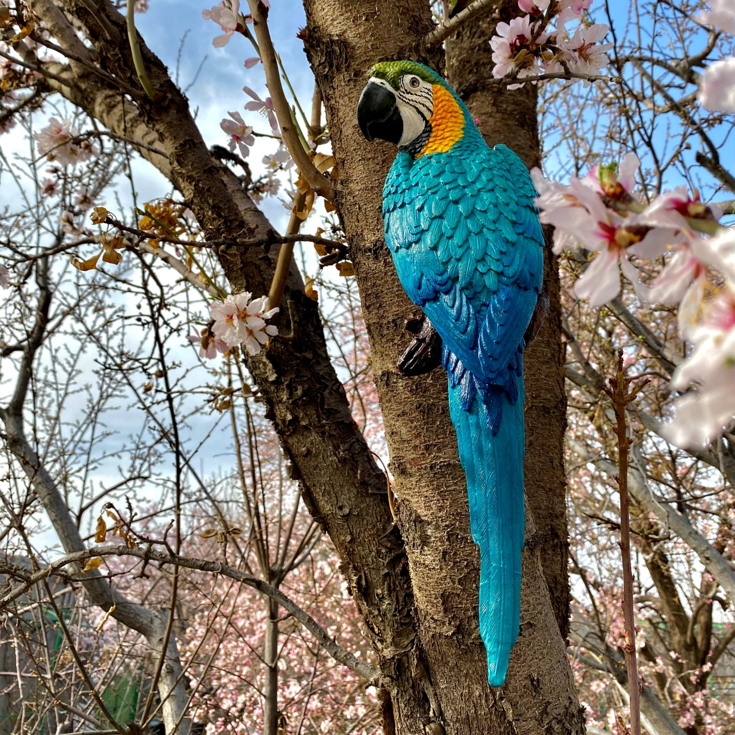 مجسمه طوطی شادرنگ ماکائو رنگ آبی