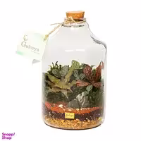 تراریوم طبیعی گلوریا مدل آمازون