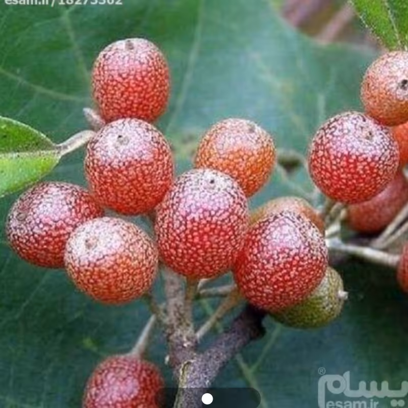 نهال سیلور بری 